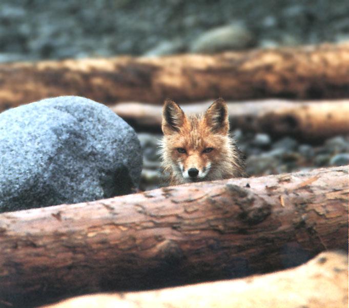 Red Fox 112-Face out of logs.jpg