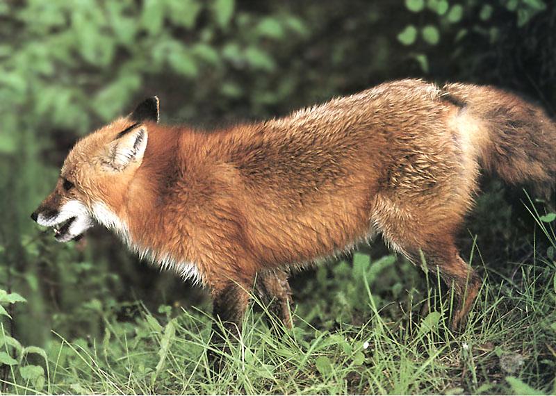 Red Fox 113-On grass.jpg