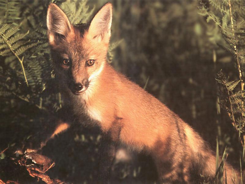 Red Fox 116-Portrait-Beyond conifers.jpg