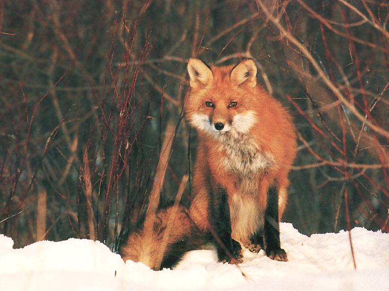 Red Fox 117-Sitting on snow forest.jpg