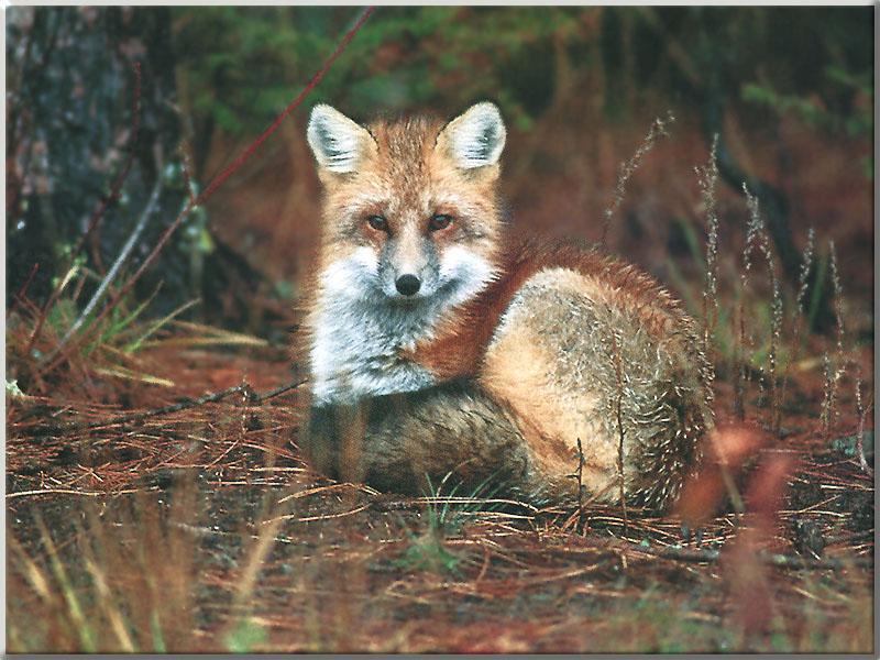 Red Fox 125-Sitting in forest.JPG