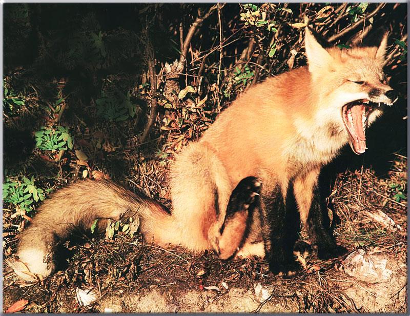 Red Fox 126-Full yawning-Sitting in forest.JPG
