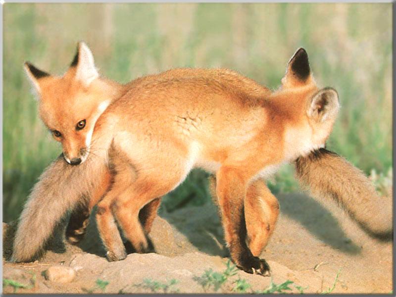 Red Fox 131-2Young rompers-Biting tails each other.JPG