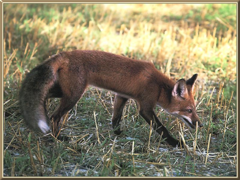 Red Fox 22.jpg