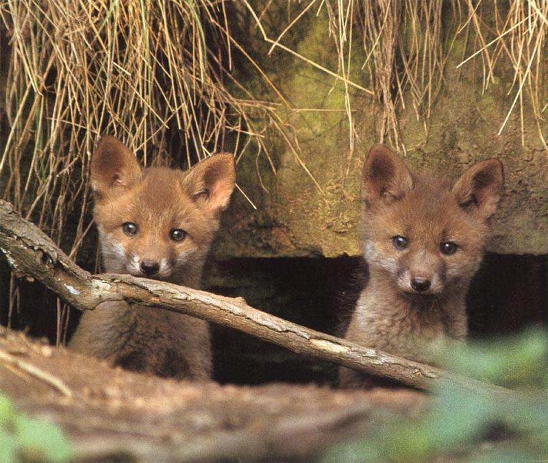 red fox 2 Cubs Looking In Camera.jpg