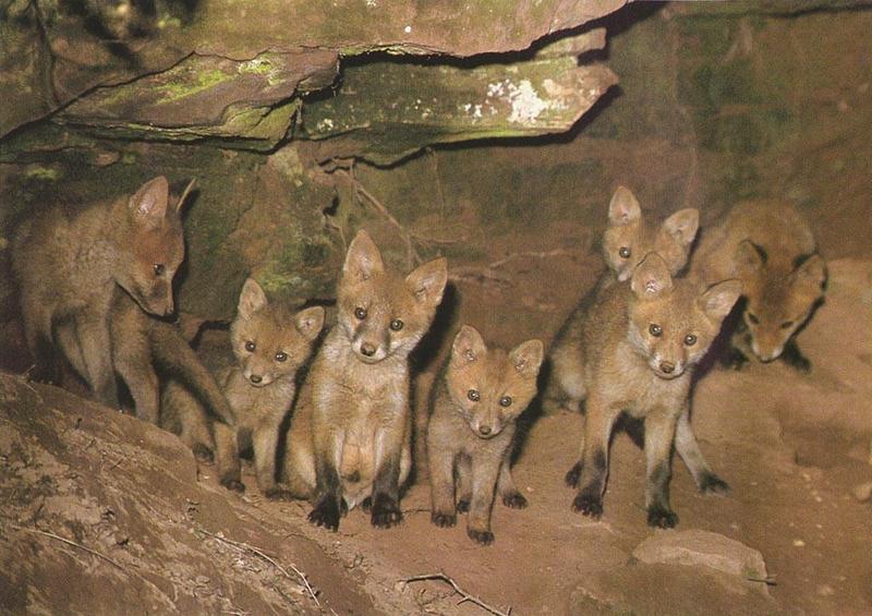 red fox 2 Families Together-In Cave Den.jpg