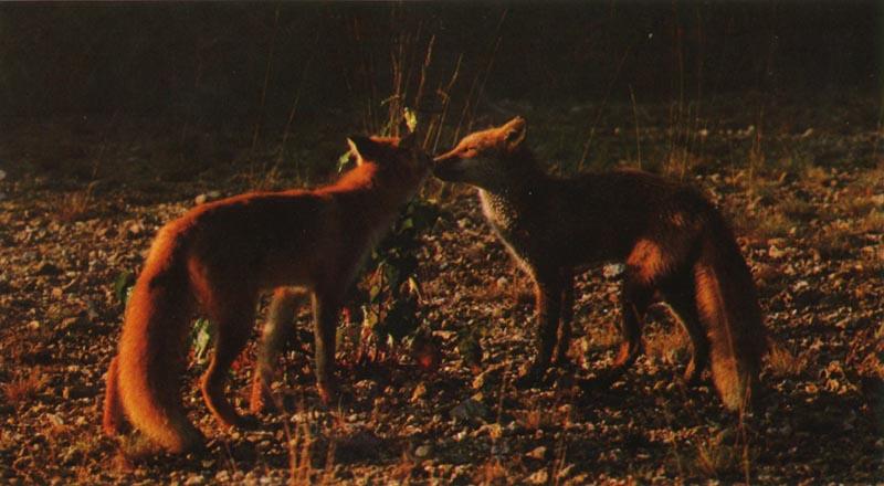 red fox 2 Grownup Cubs.jpg