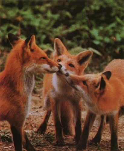 red fox 3 Cub Nuzzles.jpg