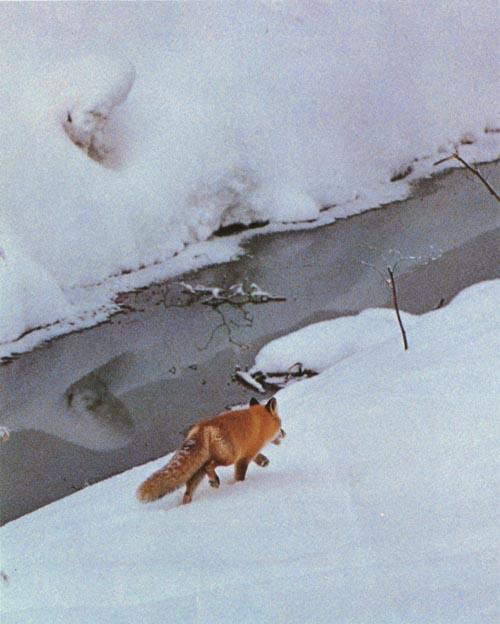 red fox Along Frozen Channel.jpg