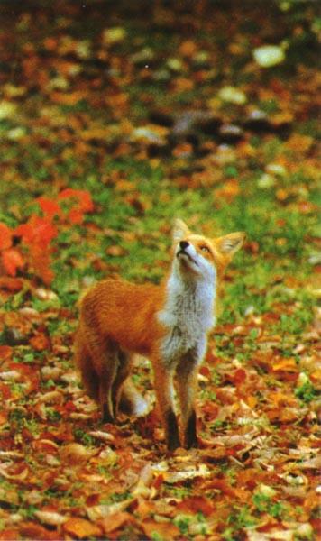 red fox Autumn LookUp.jpg
