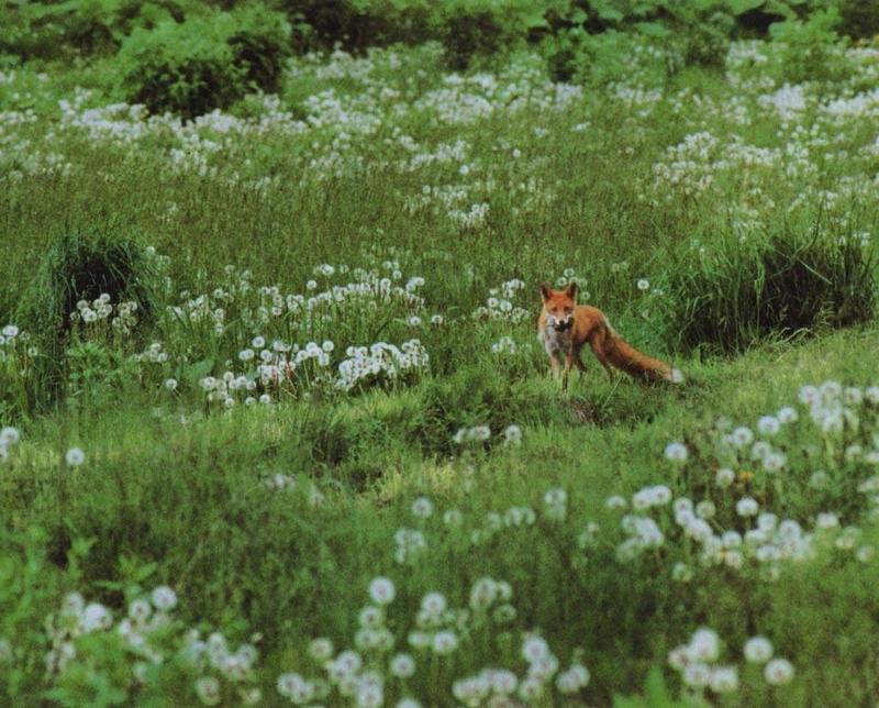 red fox Catched Prey In Dandelions.jpg