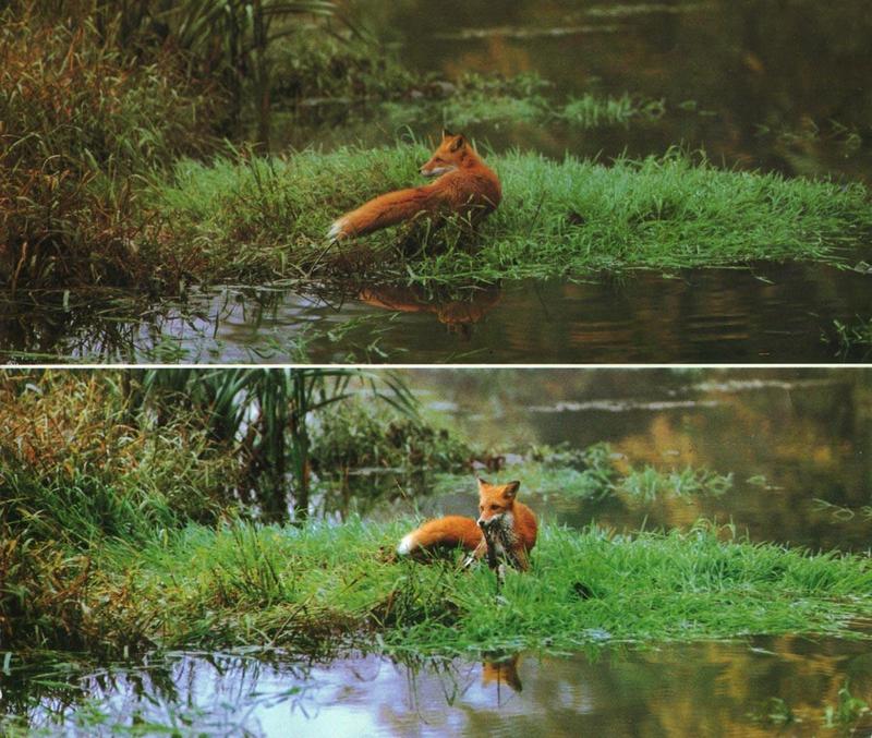 red fox Catch Prey At Lakeside.jpg