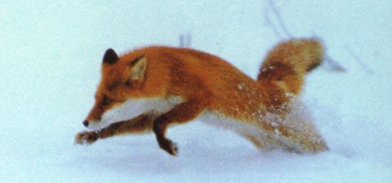 red fox Chaser-Jumping in snow.jpg