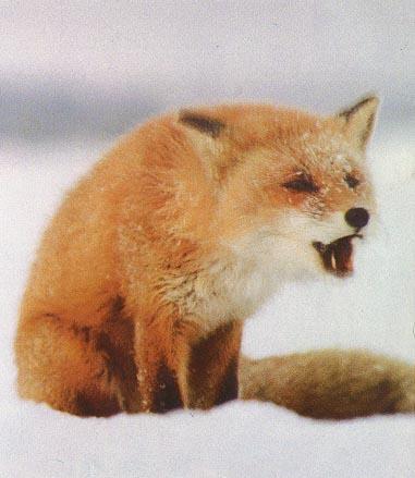 red fox Cry-Sitting on snow.jpg