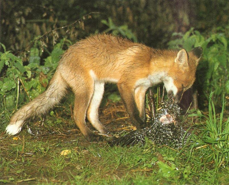 red fox Cub Eating Bird.jpg