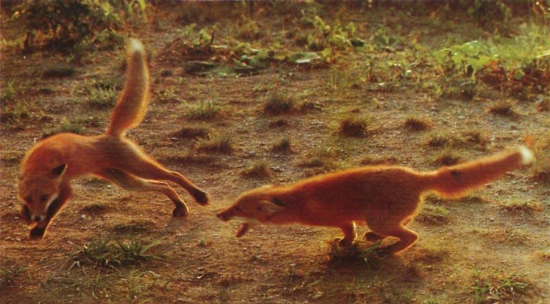 red fox Cub Evade-fighting.jpg
