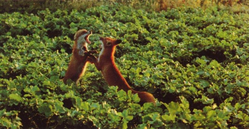 red fox Cub fight In Vegetation.jpg