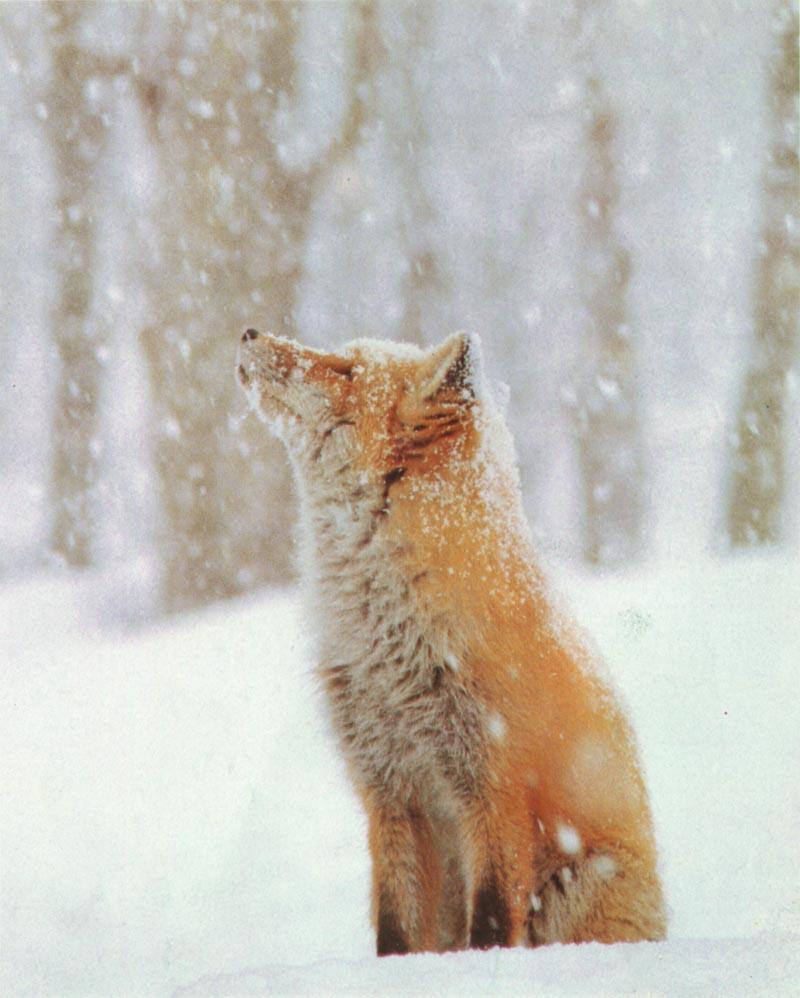red fox Cub Sees 1st Snow.jpg