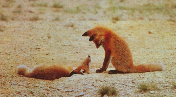red fox Cub Shows Dominance.jpg
