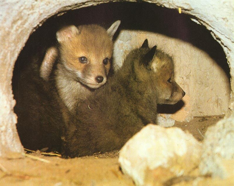 red fox Cubs In Side Entrance.jpg