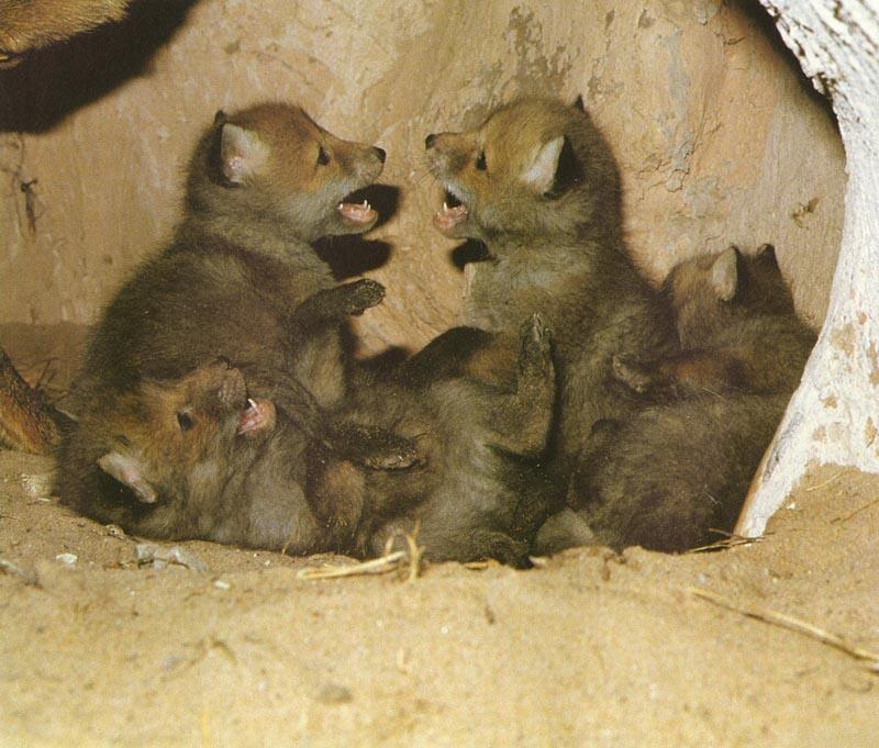 red fox Cubs Playing In Den.jpg