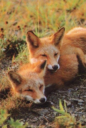 red fox Cubs Snug.jpg