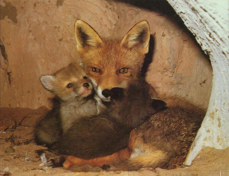 red fox Cubs Snug Mum.jpg