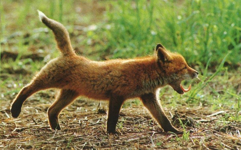 red fox Cub Stretching.jpg