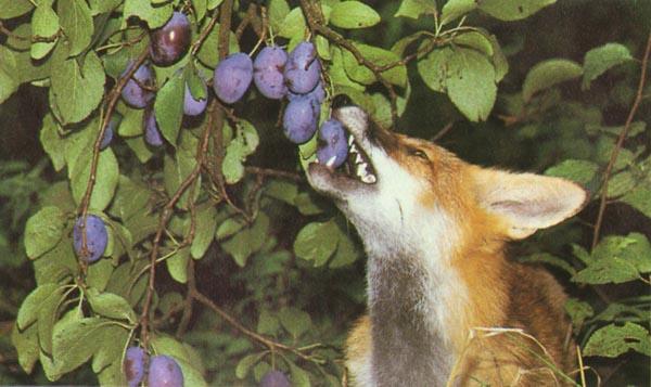 red fox Eating Plums.jpg