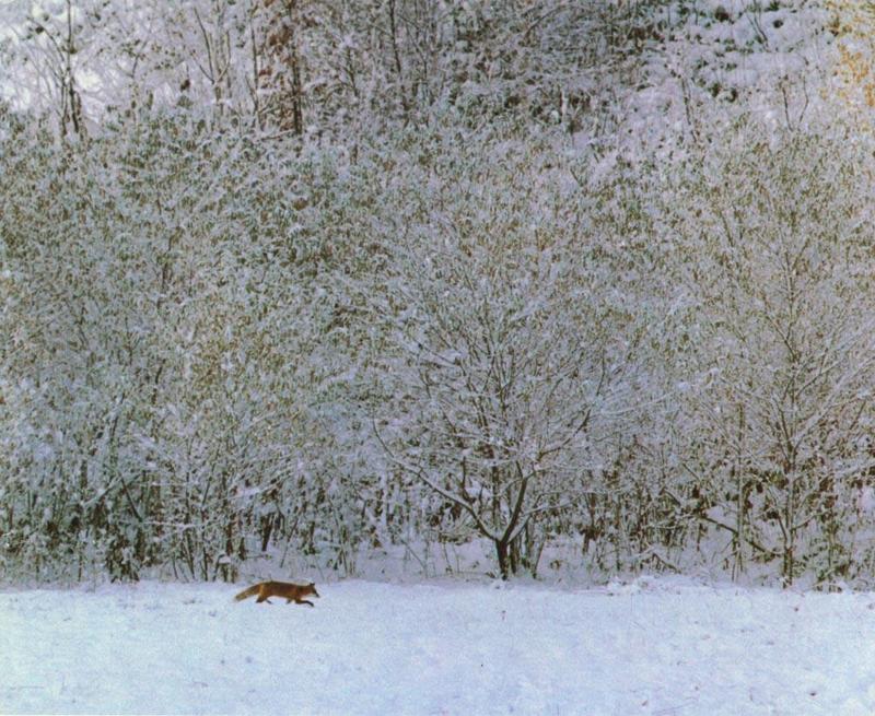 red fox Edge Of Snowy Wood.jpg