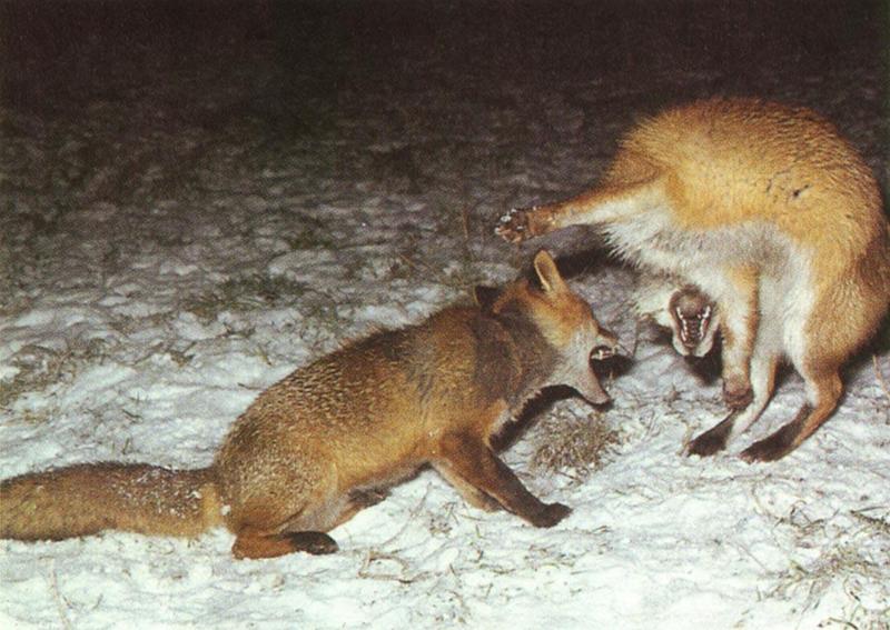 red fox Fighting Males2.jpg