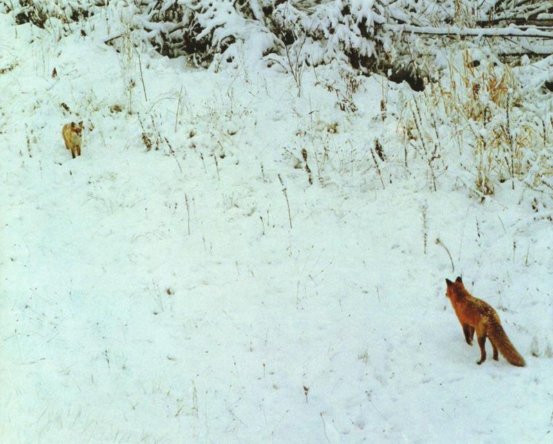 red fox Love At First Sight.jpg