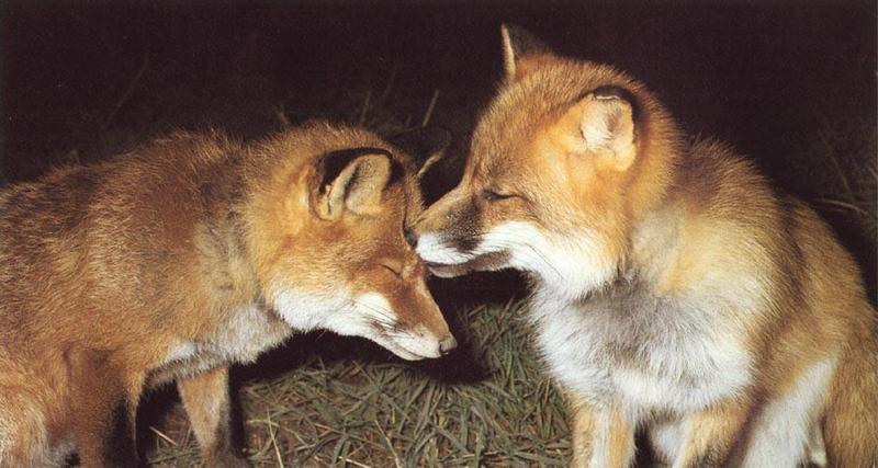 red fox Love Nuzzle.jpg