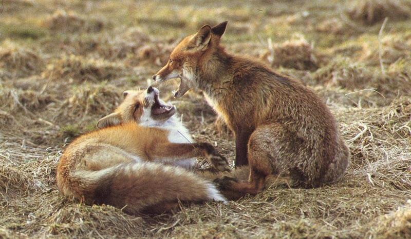 red fox Mates Playing.jpg