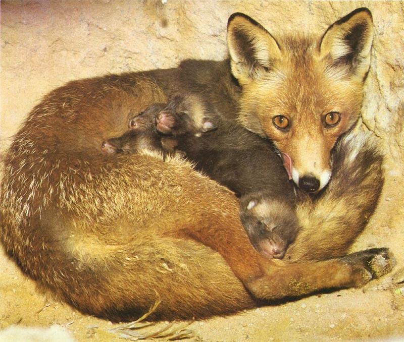 red fox Mum Curled Up Around Cubs.jpg