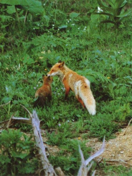 red fox Mum Nuzzles Cub.jpg