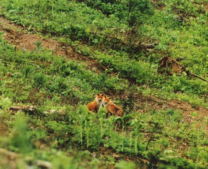 red fox Posing Pair.jpg