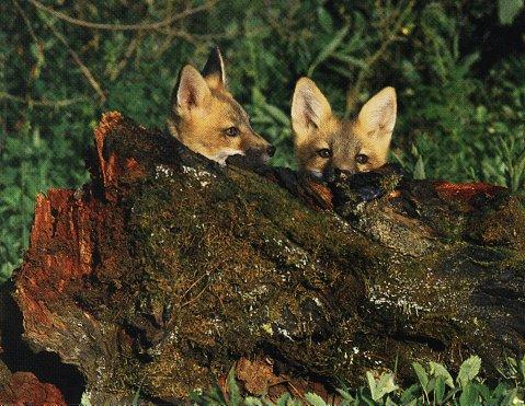 Red Fox Pups1-2puppies hidden behind log.jpg