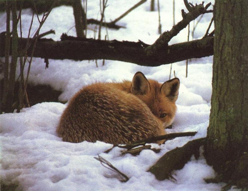 red fox Snow Curled Up Looks Out From1Eye.jpg
