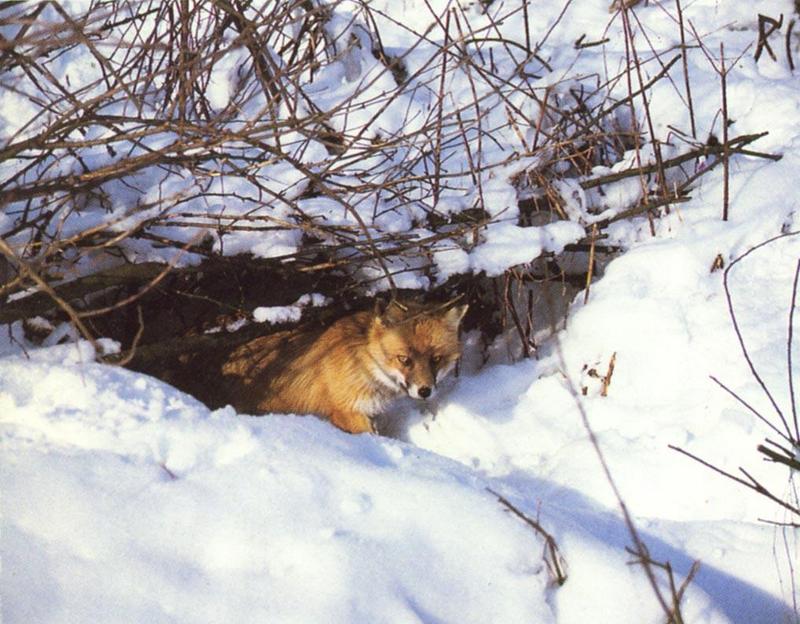 red fox Snow Hides Under Trunk.jpg