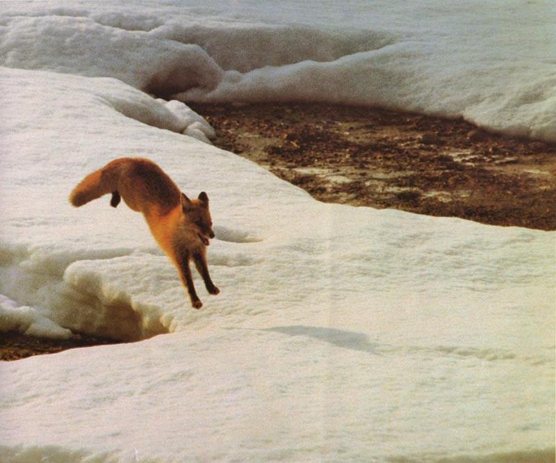 red fox Snow Jump.jpg