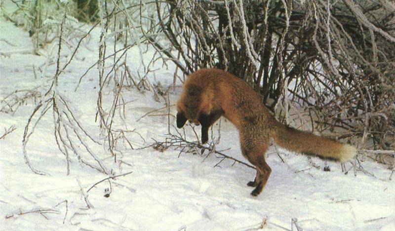 red fox Snow Pounce Under Tree.jpg