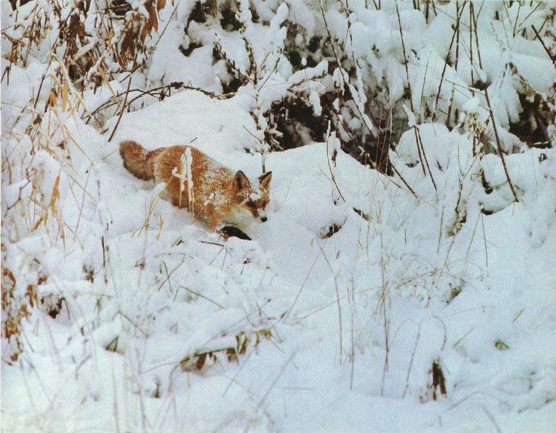 red fox Snow Roam.jpg