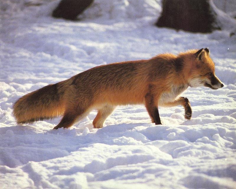 red fox Snow Wandering.jpg