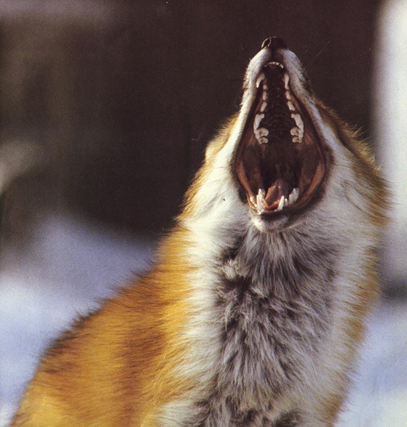 red fox Teeth Showoff.jpg