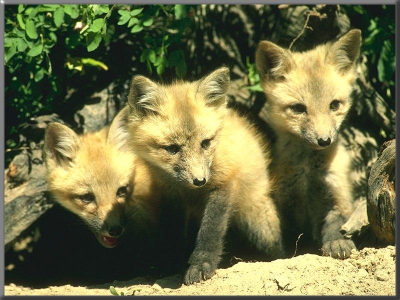 Red Fox Young-3Pups.jpg