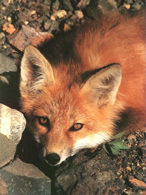 Red Fox00.jpg