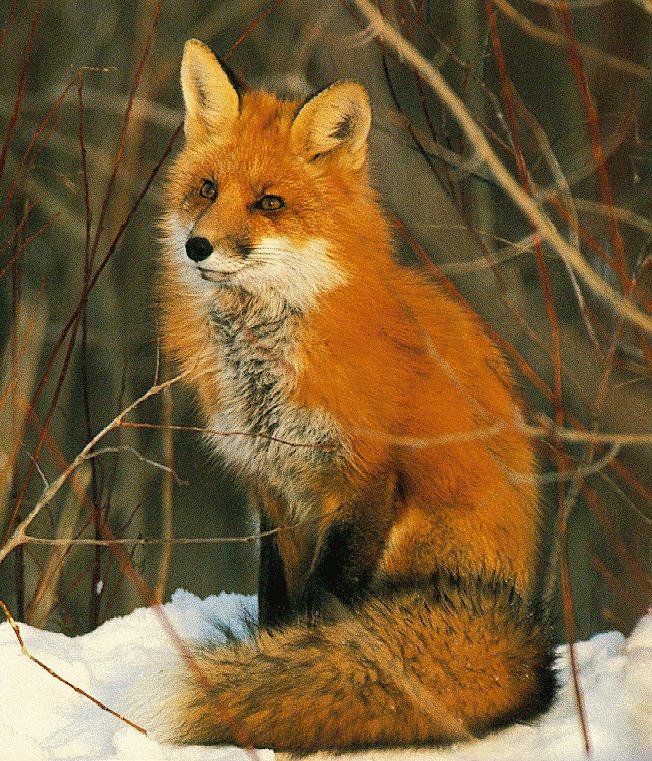 Red Fox004.jpg