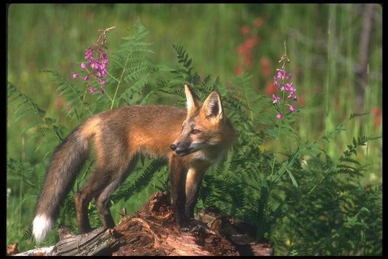 Red Fox00-On Log.jpg