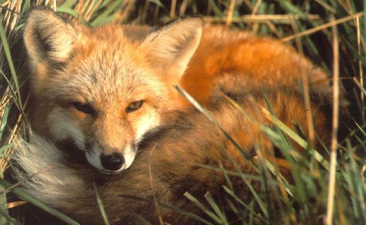 Red Fox01-Resting.jpg